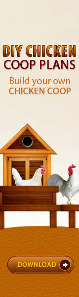 Building Chicken Coops Guide