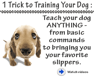 Dog Obedience Training Secrets