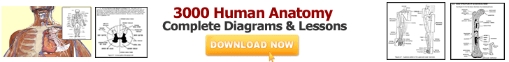 Human Anatomy and Physiology Study Course